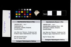 Foto (Objekt + Etikett) von Cycloprosopon sp.  (NHMW-GEO-1990-0041-3937)
